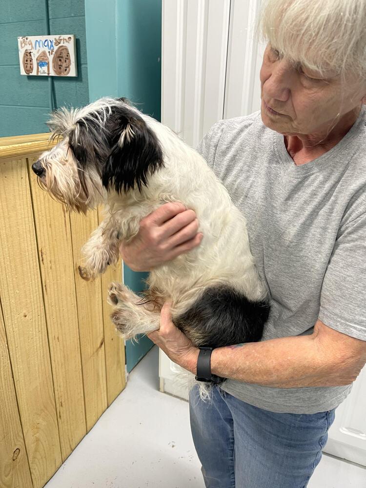Shadow, a Adopted Terrier in Chattanooga, TN image 3/3