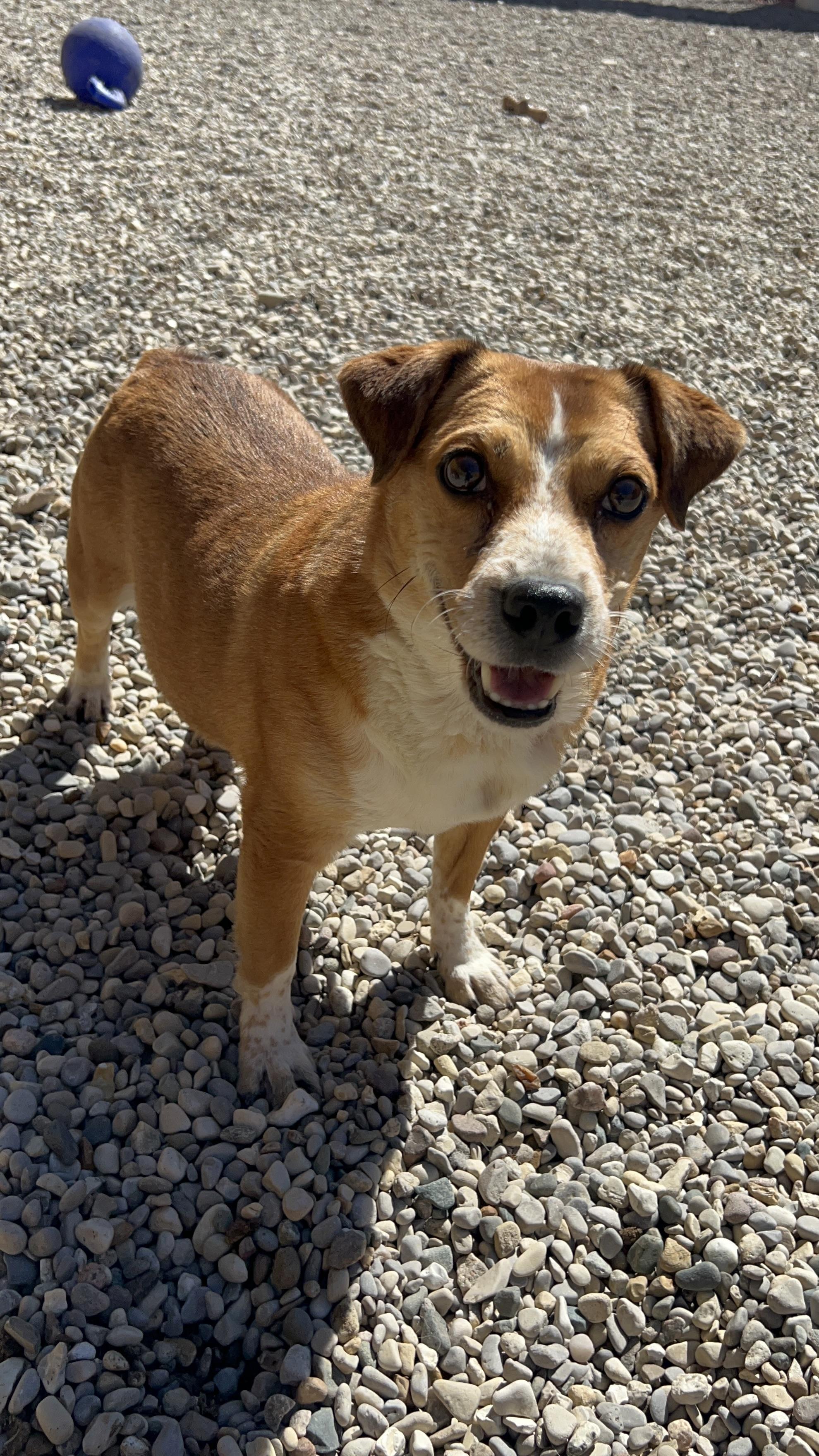 Enlarge Beethoven, a ADOPTABLE mixed breed in Bellaire, MI image 3/6