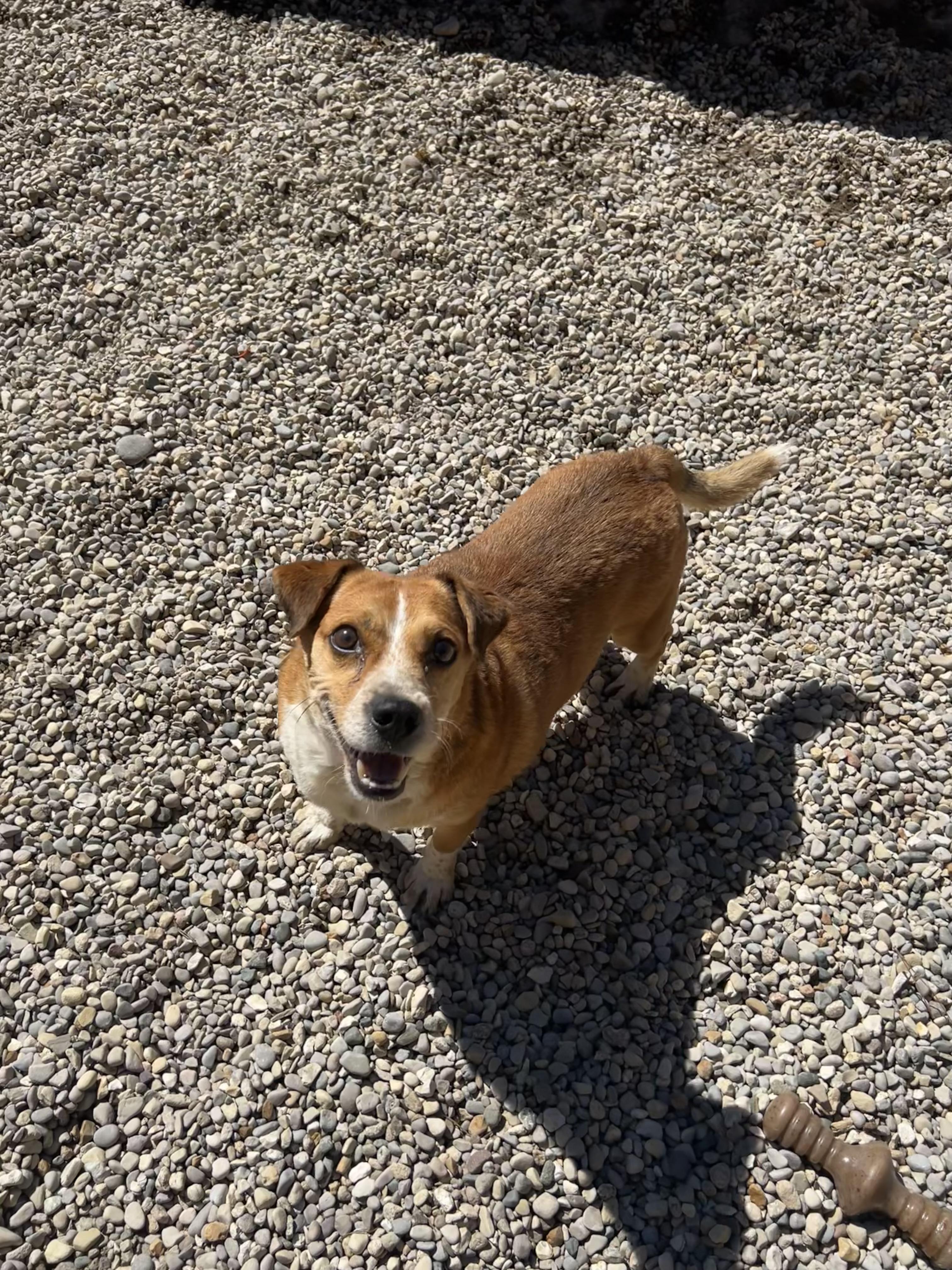Enlarge Beethoven, a ADOPTABLE mixed breed in Bellaire, MI image 5/6