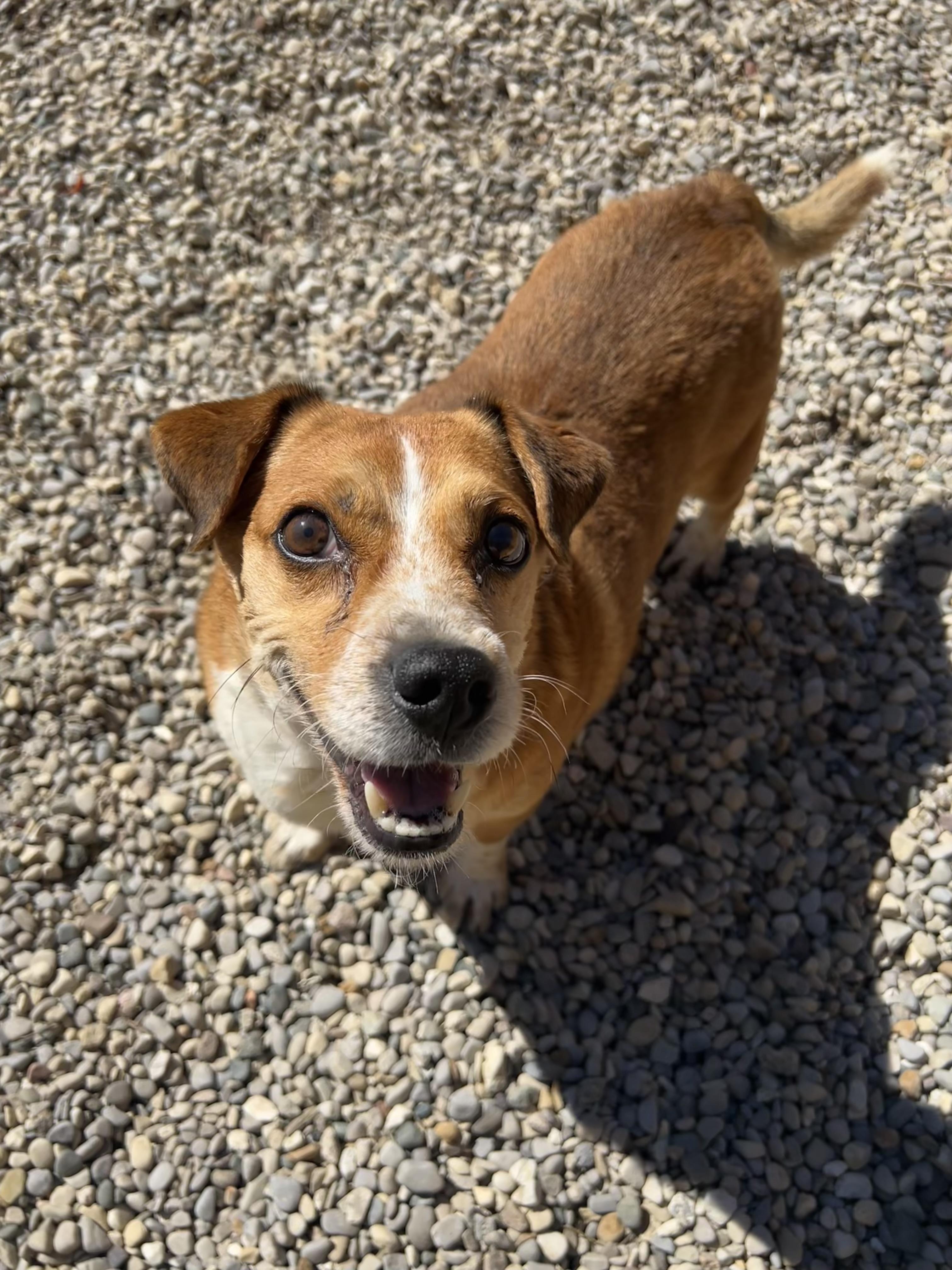 Enlarge Beethoven, a ADOPTABLE mixed breed in Bellaire, MI image 6/6