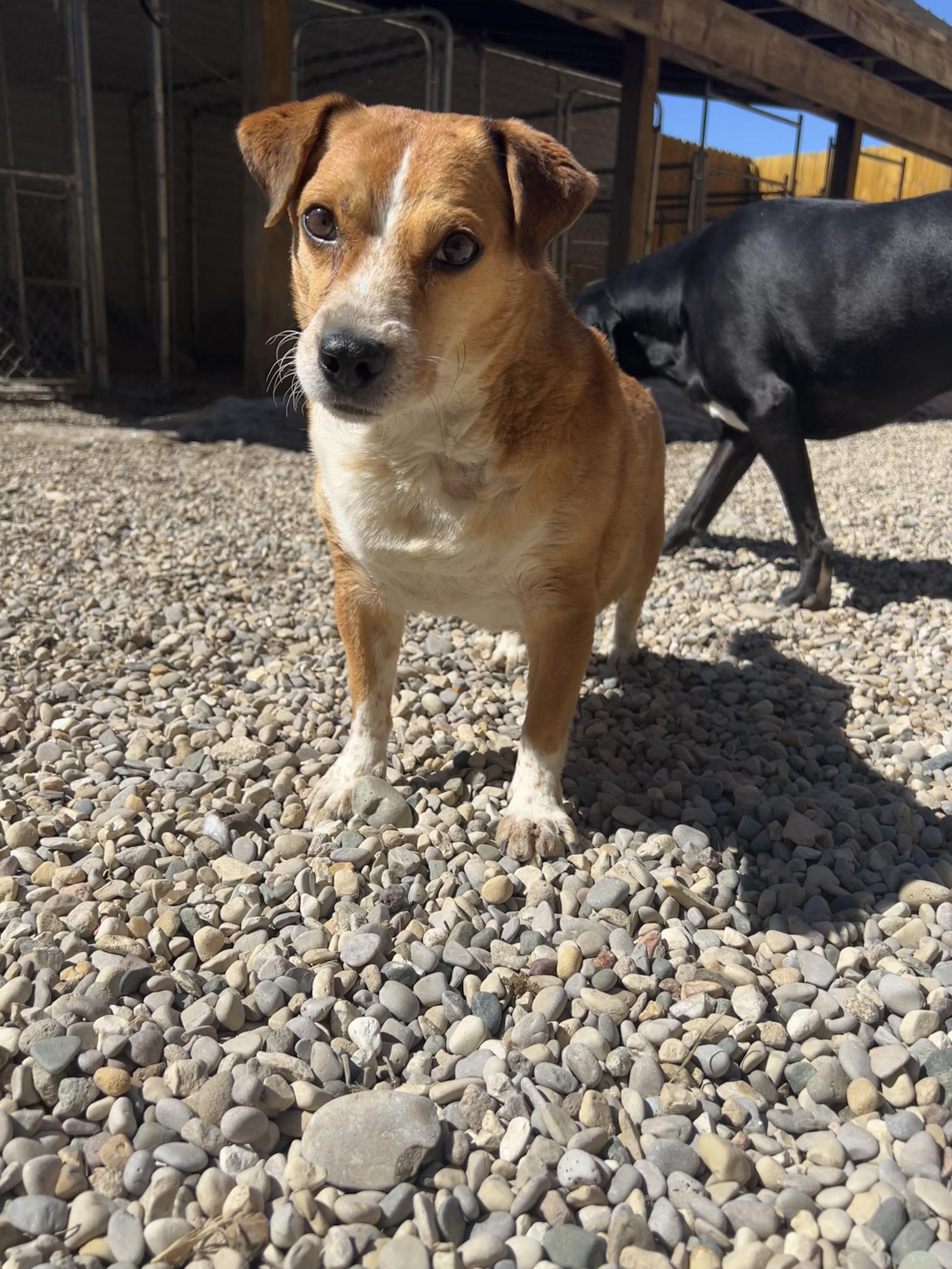 Beethoven, ADOPTABLE, Senior Male Jack Russell Terrier & Beagle.