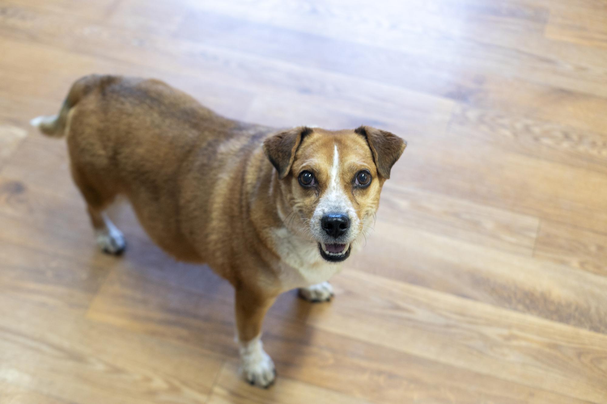 Enlarge Beethoven, a ADOPTABLE mixed breed in Bellaire, MI image 2/6