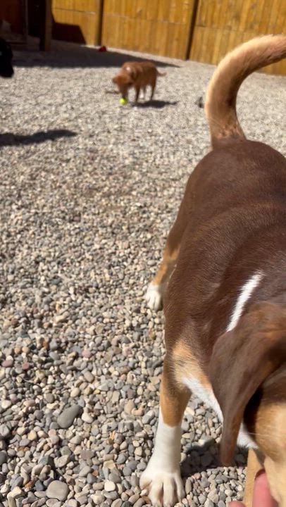 Enlarge Beethoven, a ADOPTABLE mixed breed in Bellaire, MI video 4/6