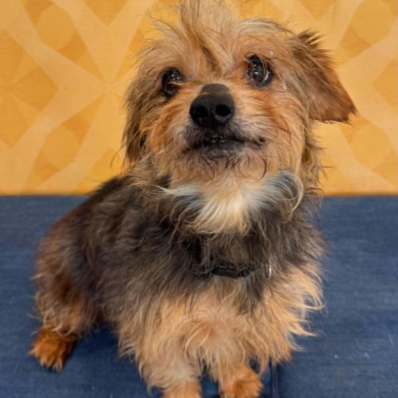Speedy, an adopted mixed breed in Danbury, CT image 1/3