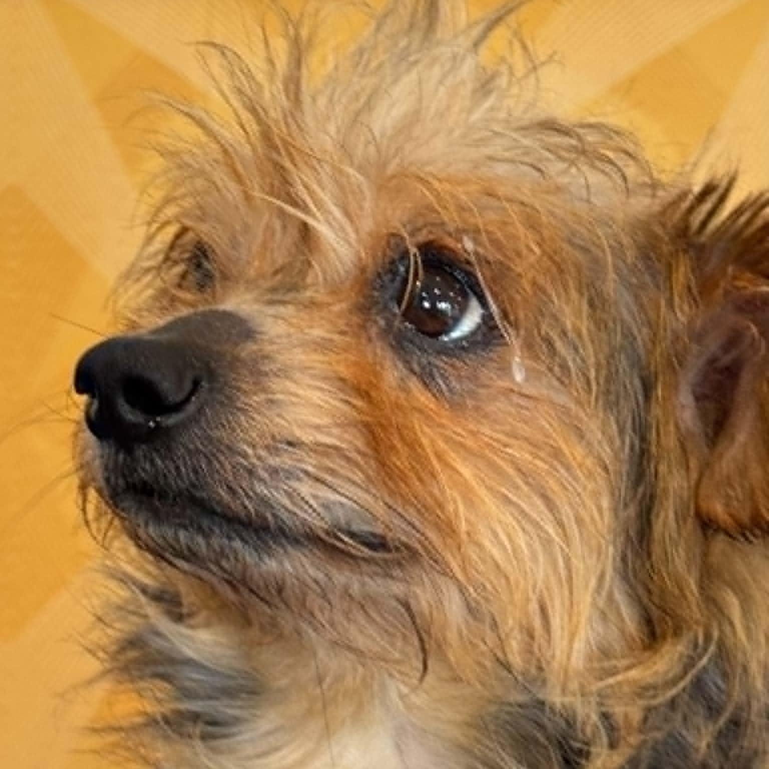 Speedy, an adopted mixed breed in Danbury, CT image 2/3
