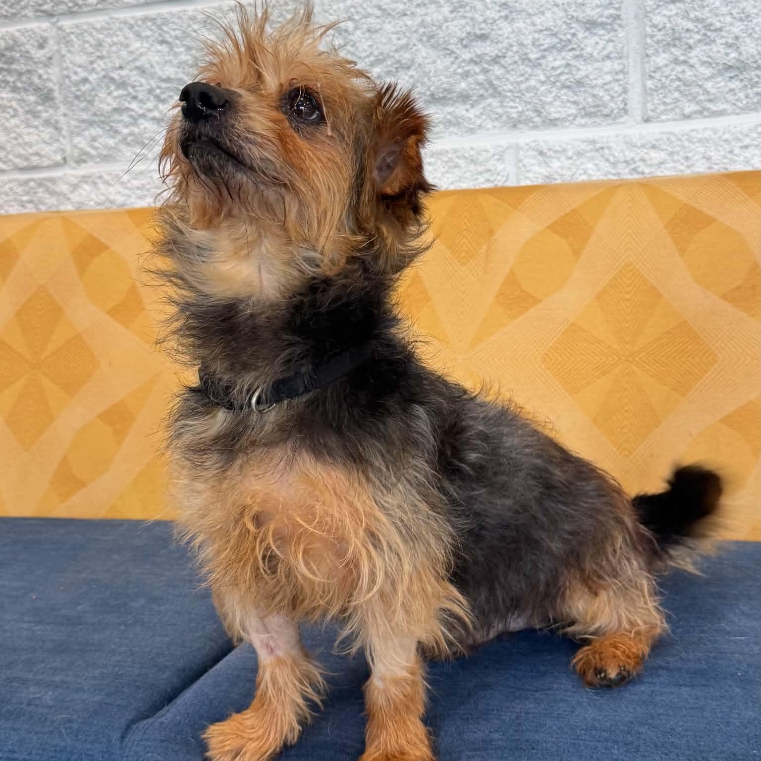 Speedy, an adopted mixed breed in Danbury, CT image 3/3
