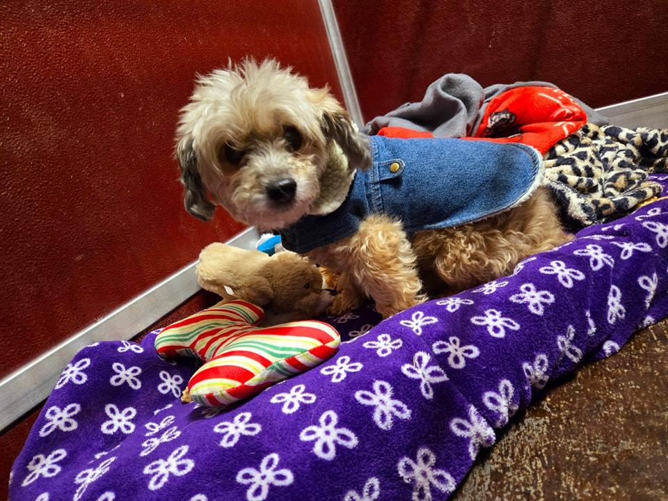 Dollar, Adopted, Senior Male Yorkshire Terrier & Mixed Breed.