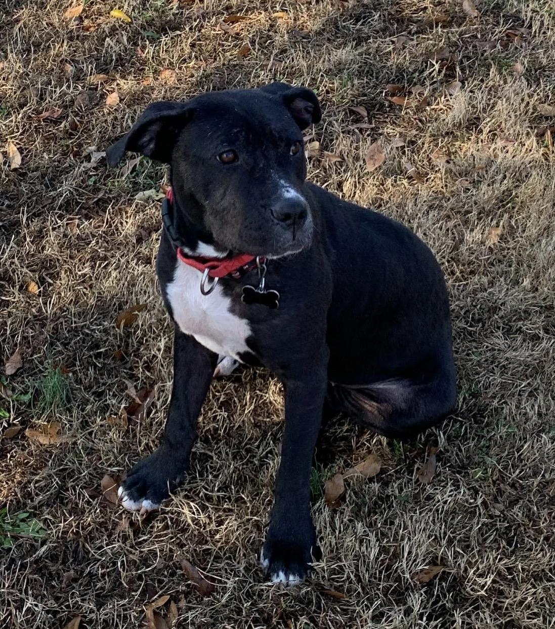 Angel, a ADOPTABLE mixed breed in Blue Bell, PA image 1/3