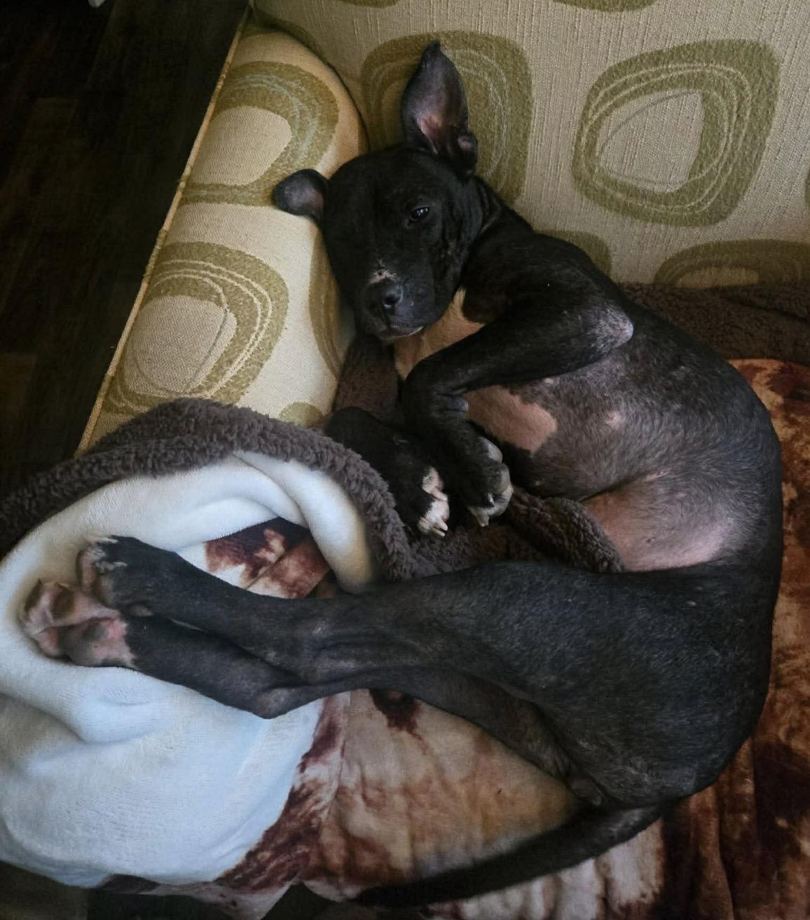 Angel — thumbnail 4