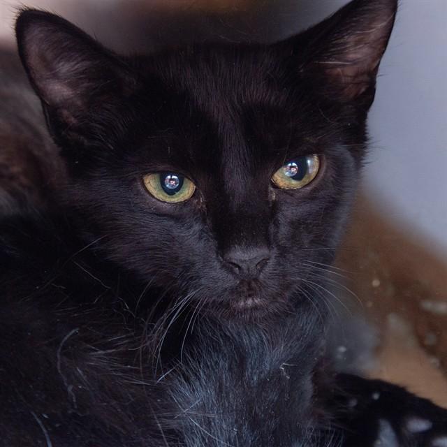 Enlarge MAX, a Adoptable Domestic Short Hair in Saint Louis, MO image 1/1