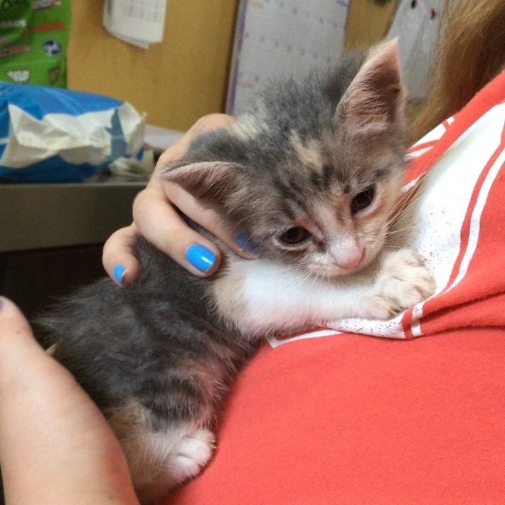 Jali, Adoptable, Young Female Domestic Short Hair.