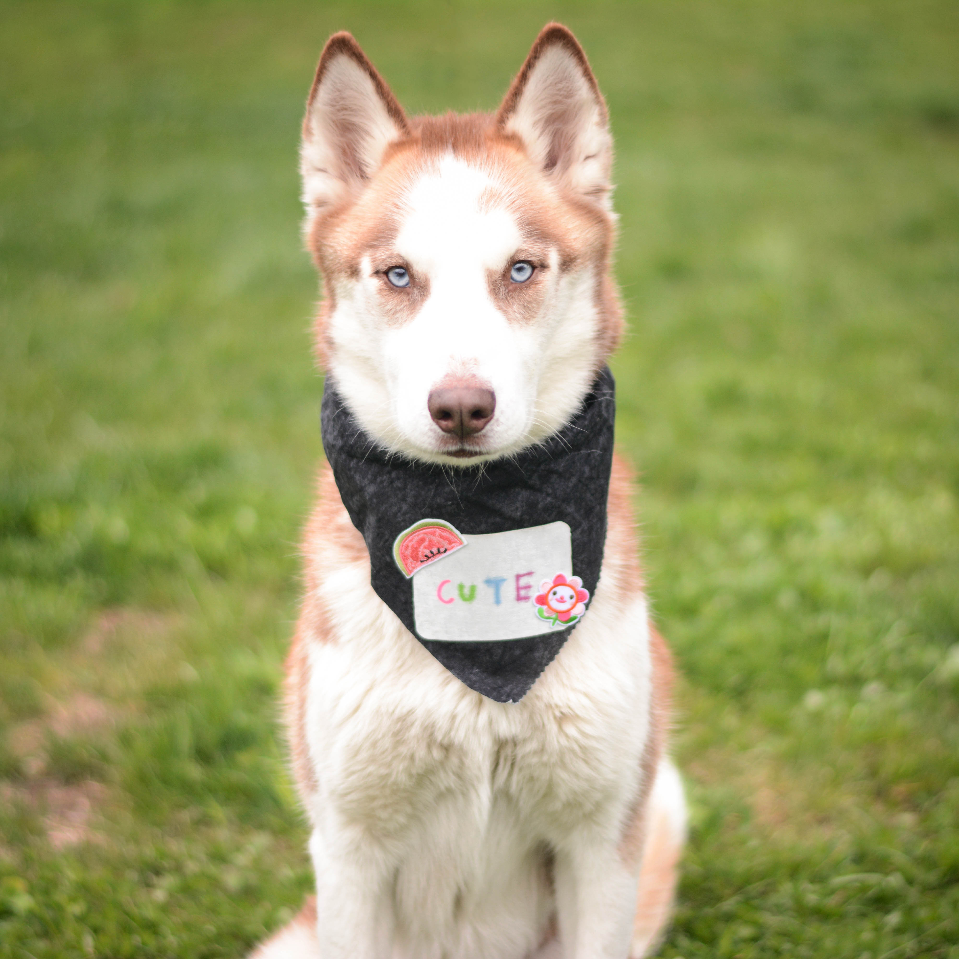 Enlarge Moose, an adoptable Husky in Amsterdam, NY image 1/2