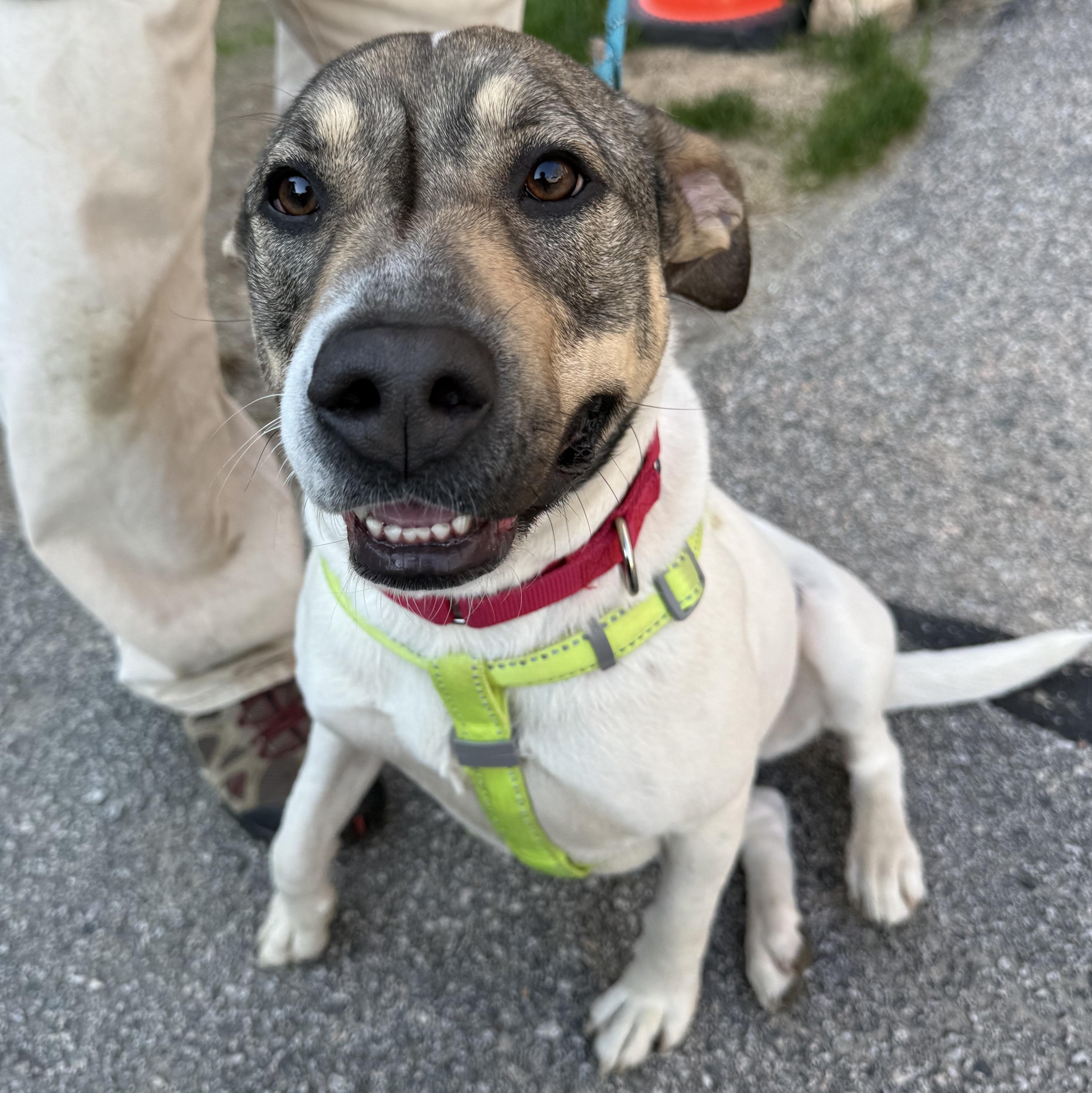 Enlarge Bitsy, a ADOPTABLE mixed breed in Exeter, RI image 2/2