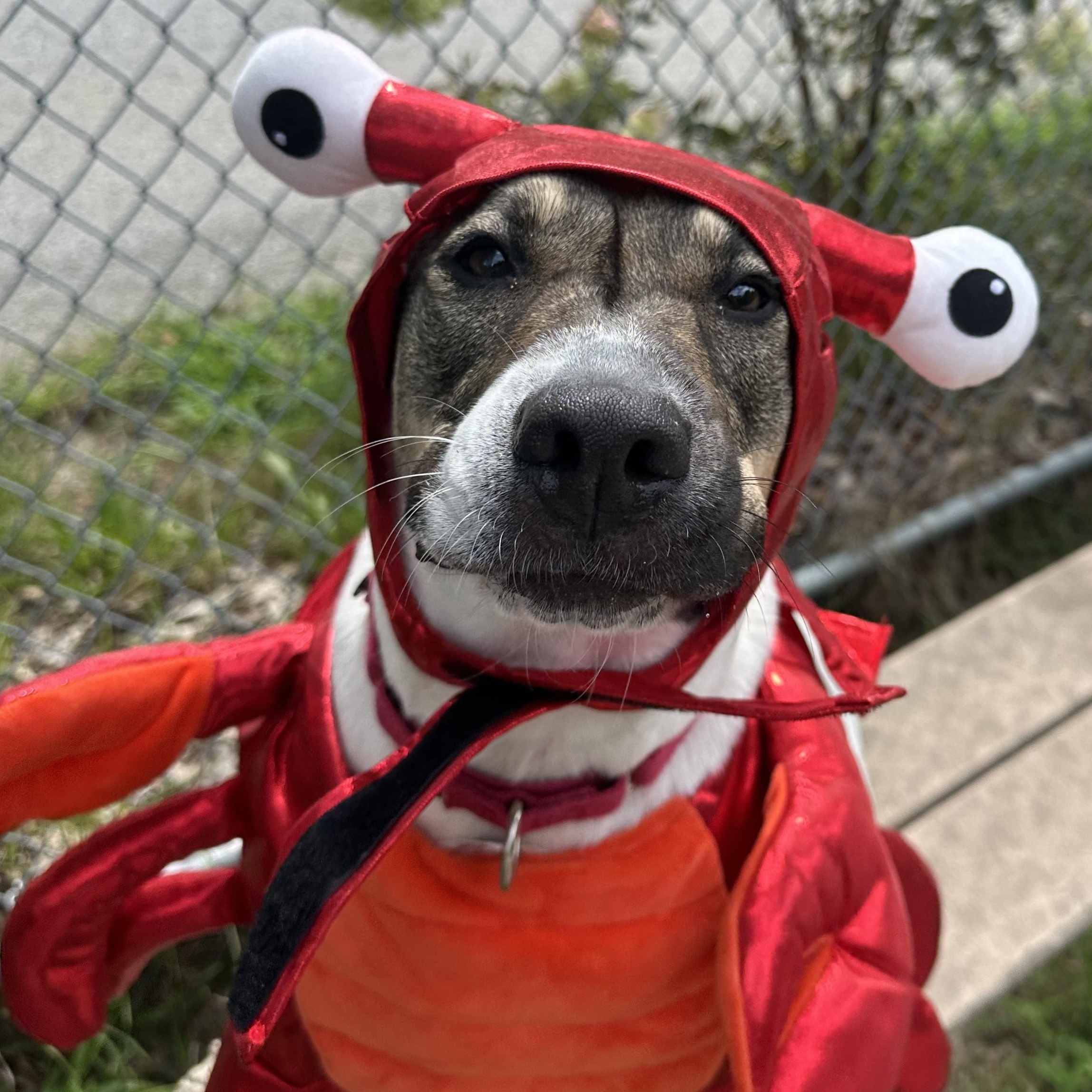 Enlarge Bitsy, a ADOPTABLE mixed breed in Exeter, RI image 1/3