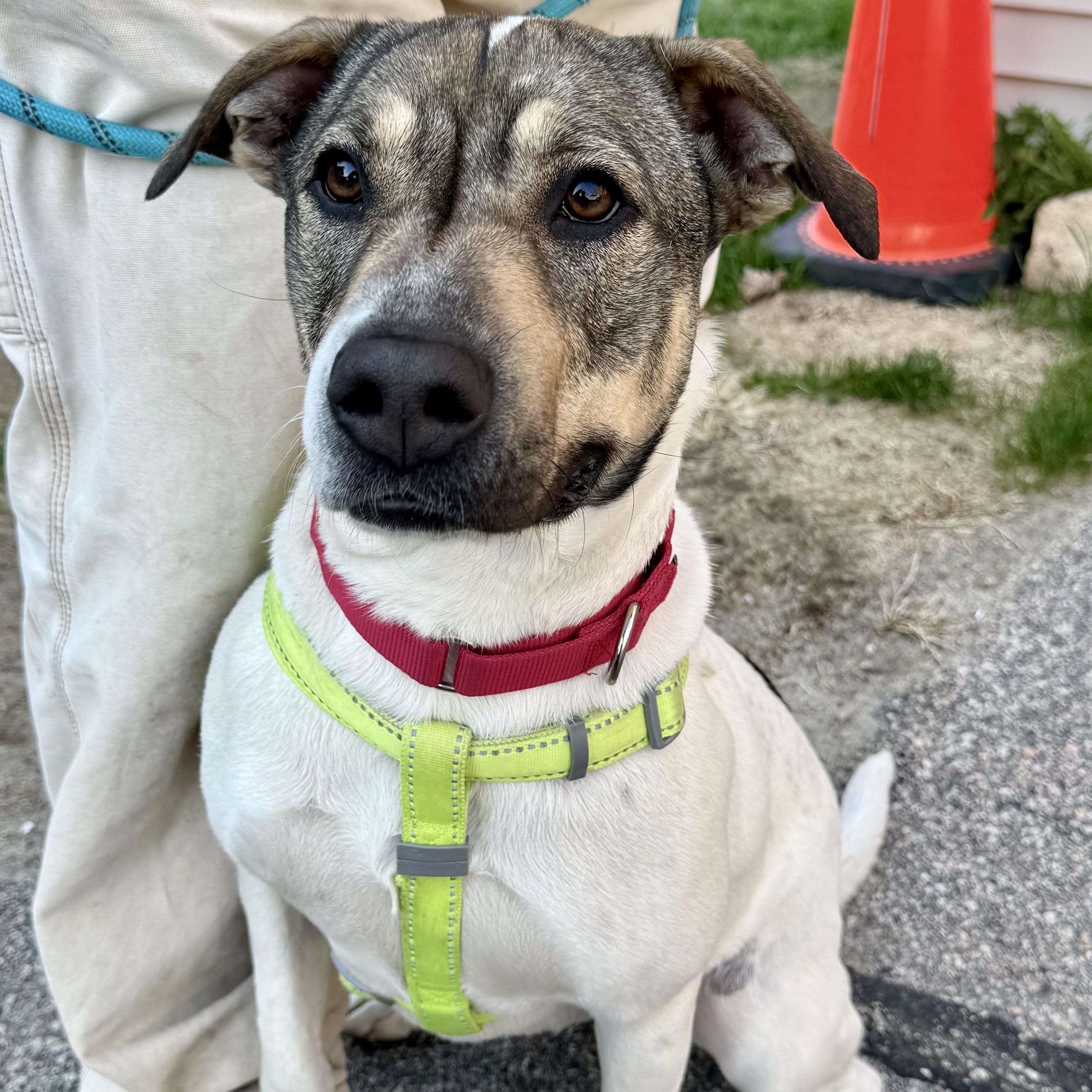 Enlarge Bitsy, a ADOPTABLE mixed breed in Exeter, RI image 1/2
