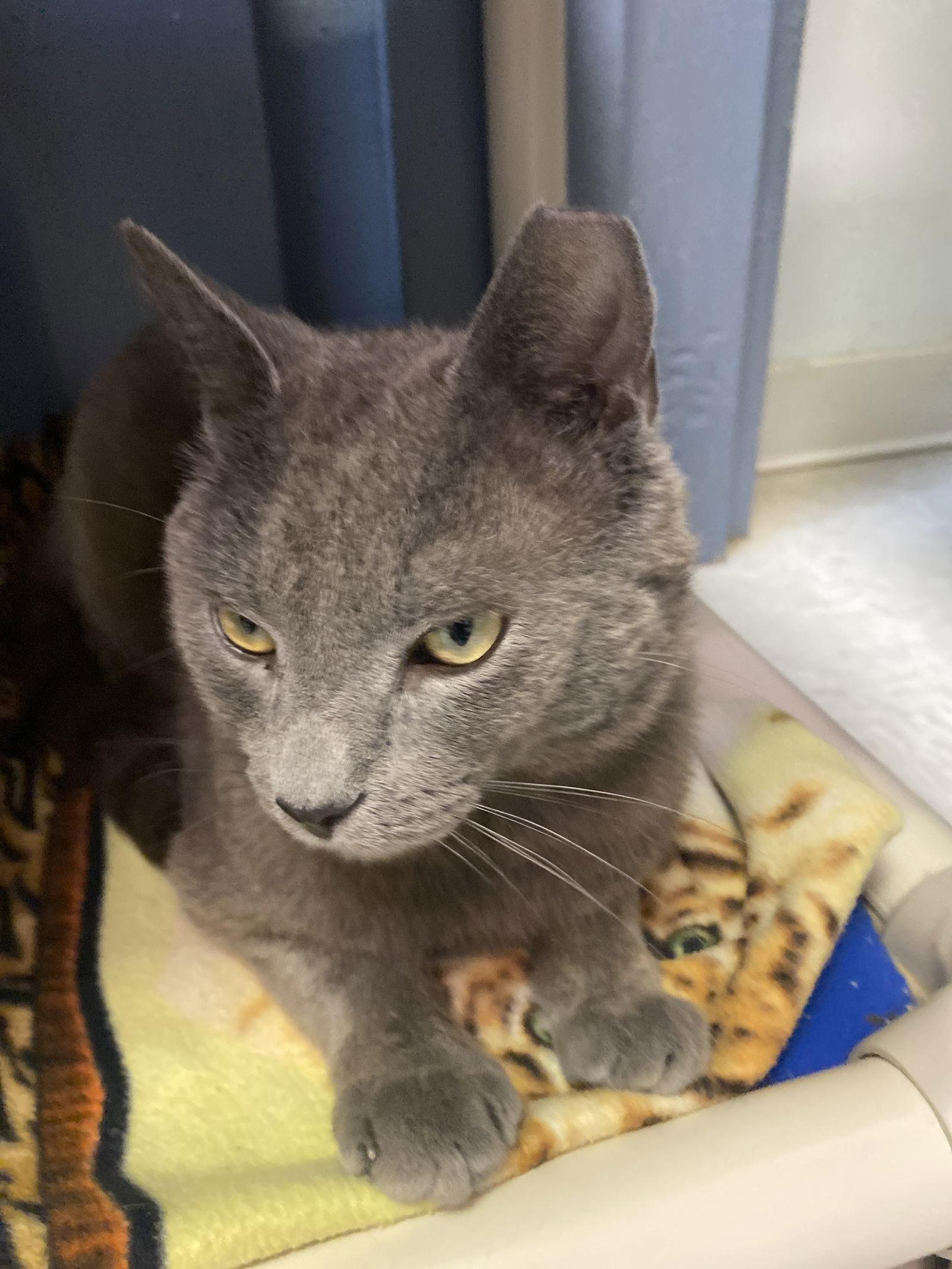 Enlarge Halcyon, a Adoptable Domestic Short Hair in Dublin, OH image 1/1