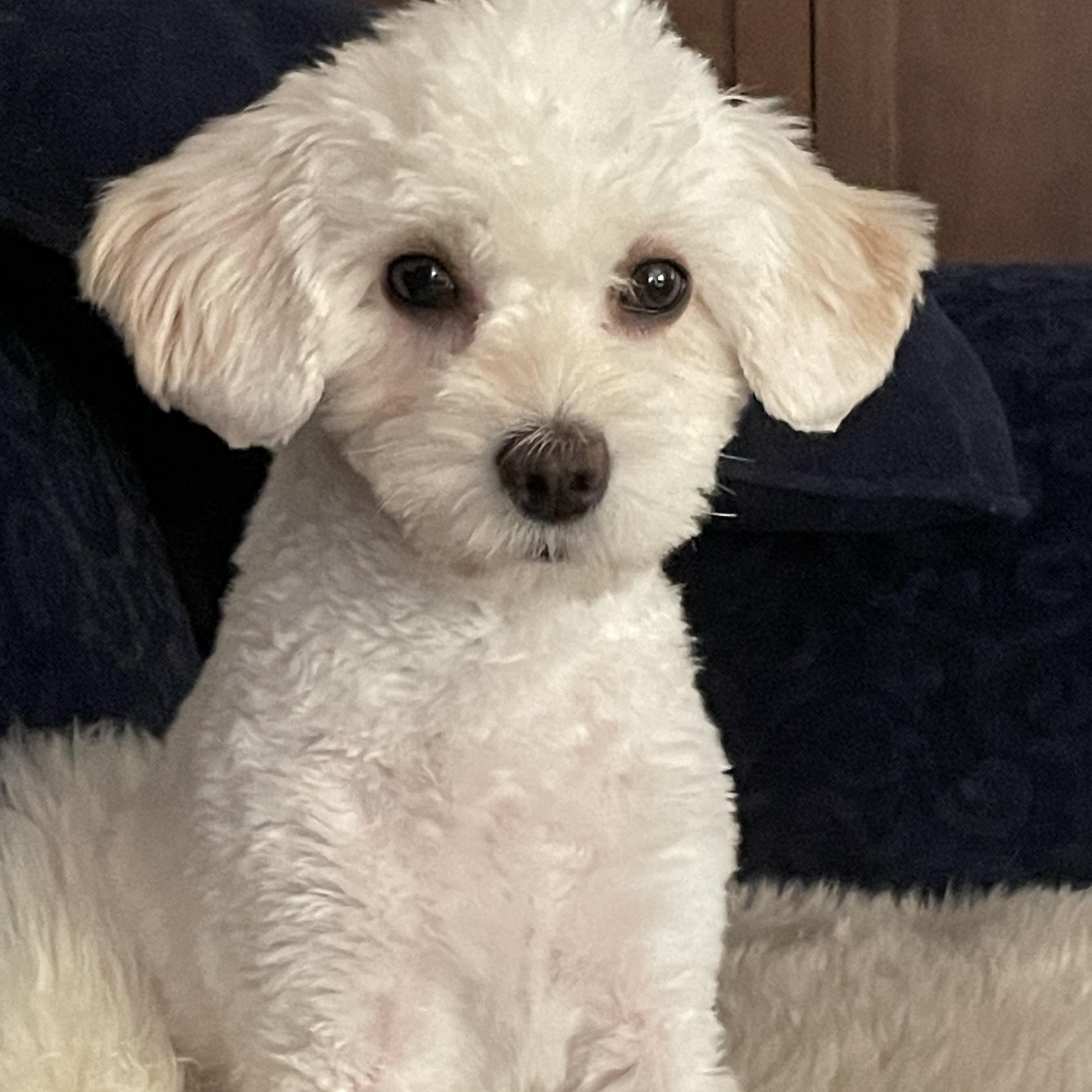Pax, an adoptable Maltipoo in Austin, TX, 78745 | Photo Image 1