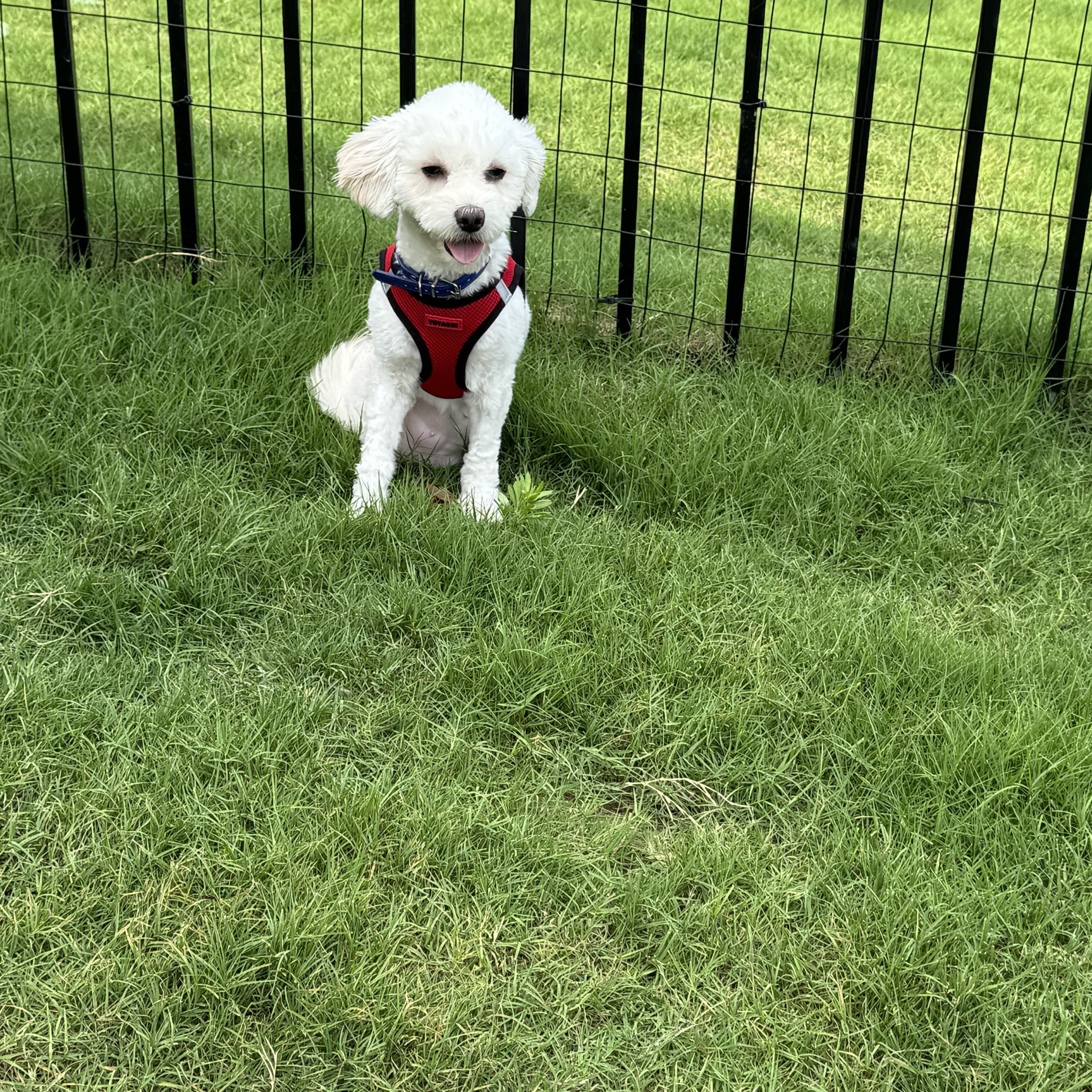 Pax, an adoptable Maltipoo in Austin, TX, 78745 | Photo Image 5