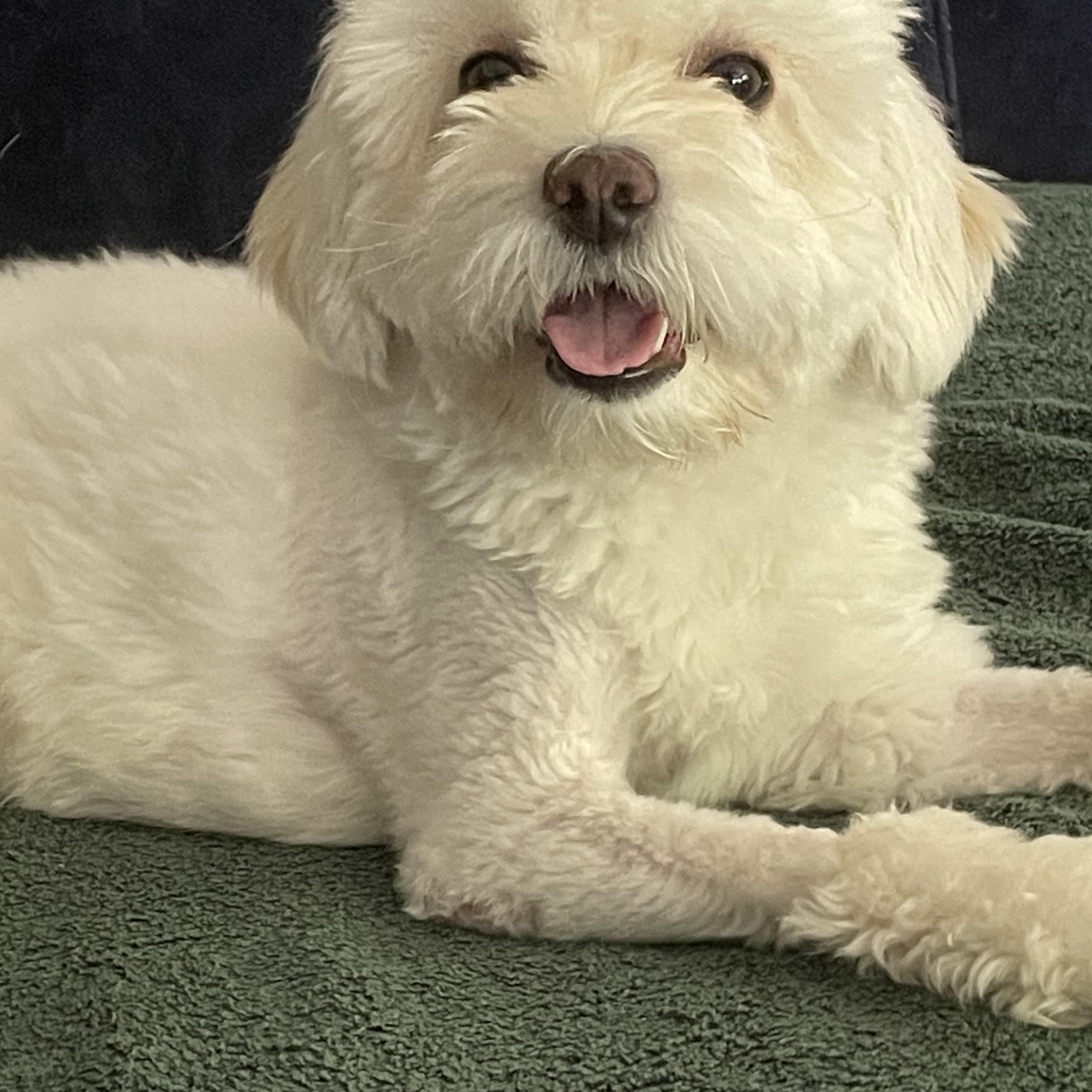 Pax, an adoptable Maltipoo in Austin, TX, 78745 | Photo Image 2