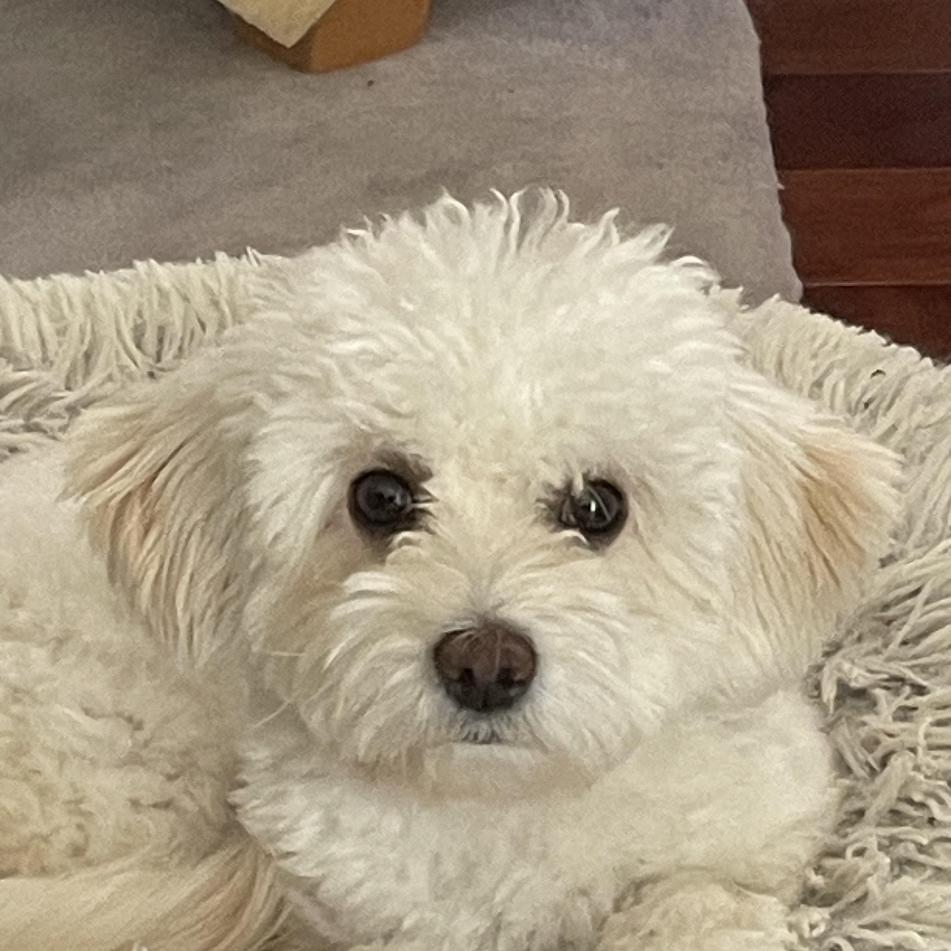 Pax, an adoptable Maltipoo in Austin, TX, 78745 | Photo Image 3