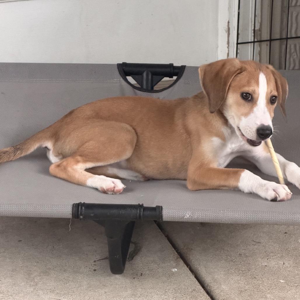 Enlarge Teenage Kicks, a Adoptable mixed breed in Fredericksburg, VA image 1/6