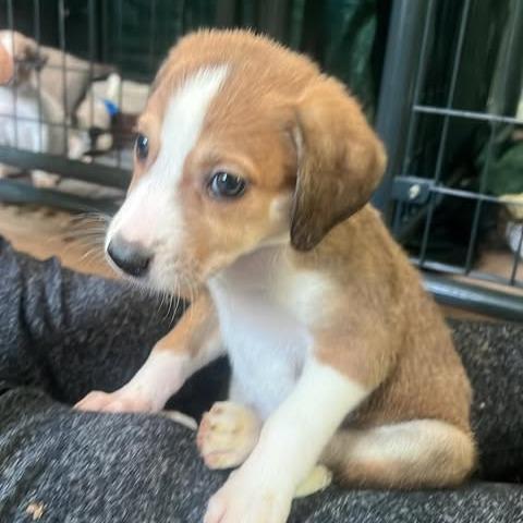Enlarge Teenage Kicks, a Adoptable mixed breed in Fredericksburg, VA image 2/6