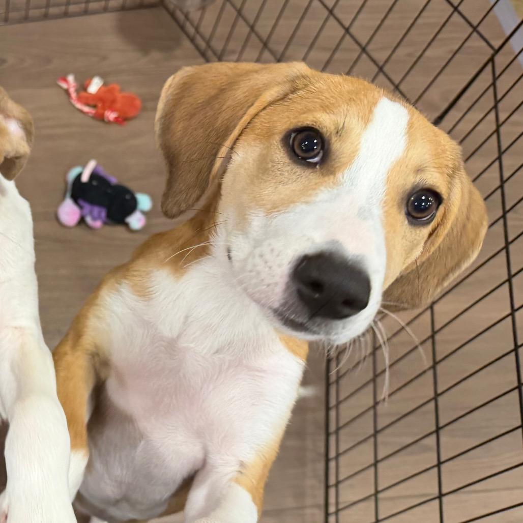 Enlarge Teenage Kicks, a Adoptable mixed breed in Fredericksburg, VA image 3/6