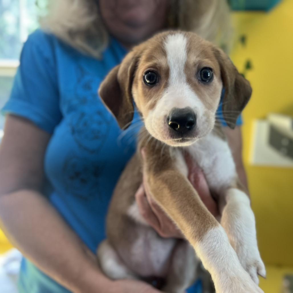 Enlarge Teenage Kicks, a Adoptable mixed breed in Fredericksburg, VA image 4/6