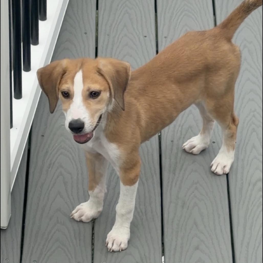 Enlarge Teenage Kicks, a Adoptable mixed breed in Fredericksburg, VA image 5/6