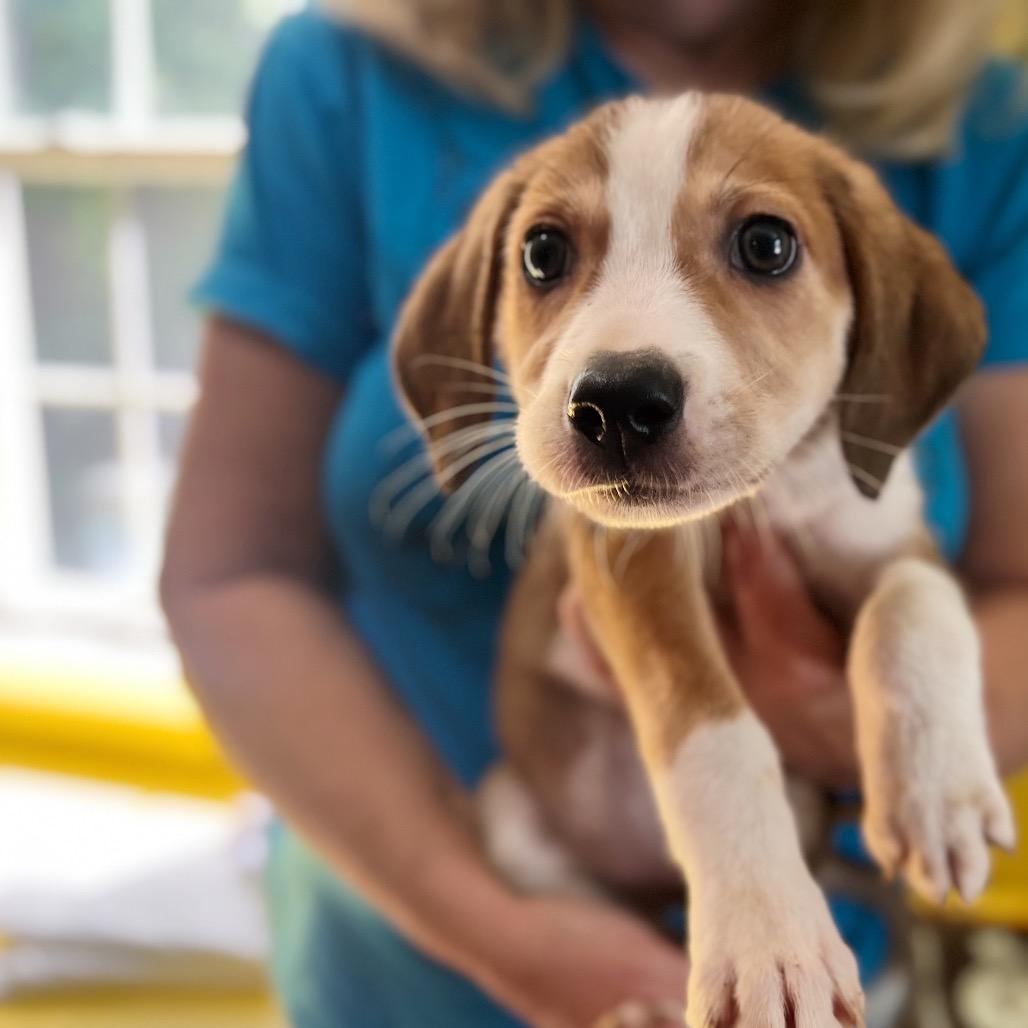 Enlarge Teenage Kicks, a Adoptable mixed breed in Fredericksburg, VA image 6/6
