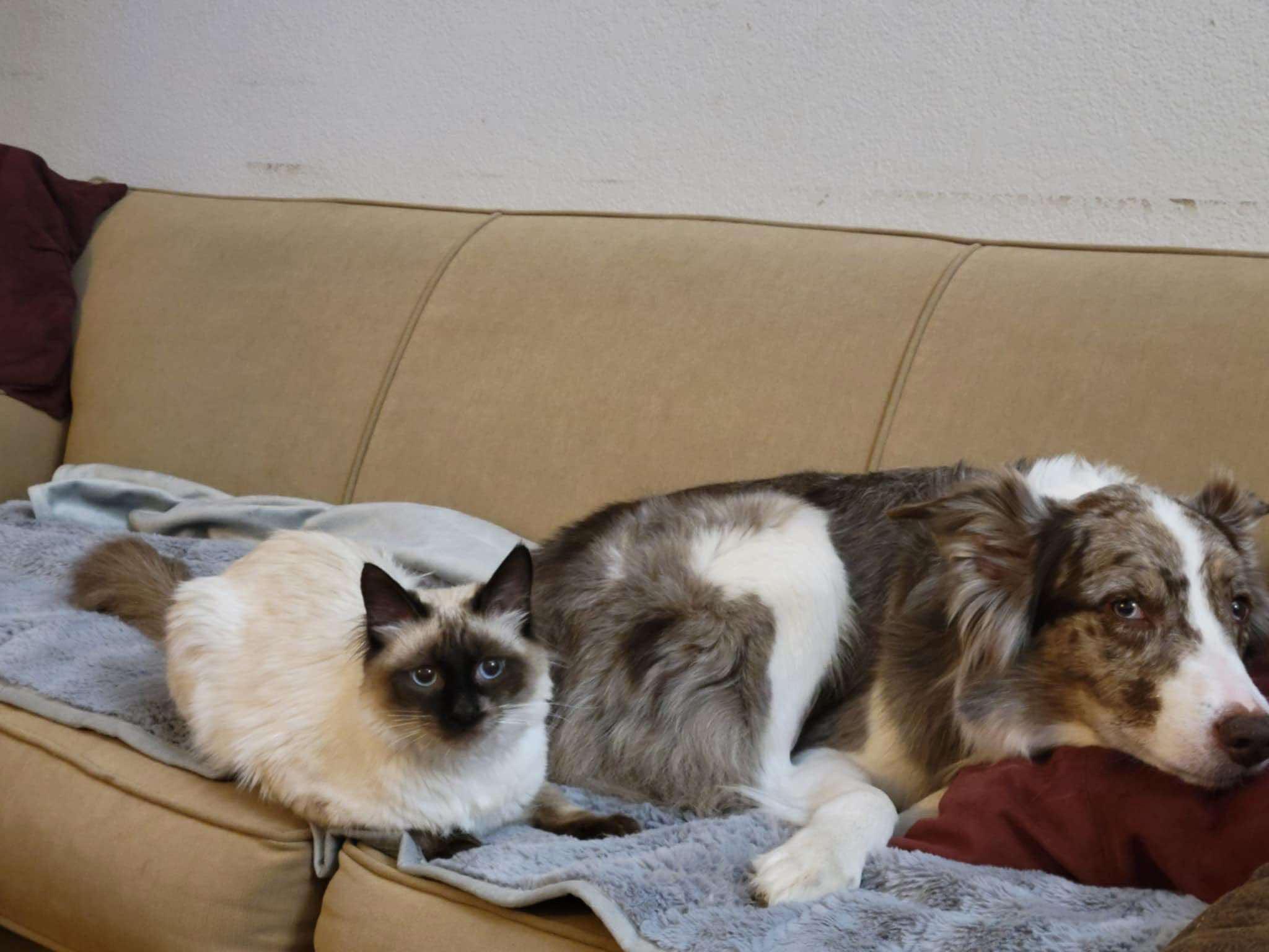 Enlarge Indie, a ADOPTABLE mixed breed in Ennis, TX image 2/5