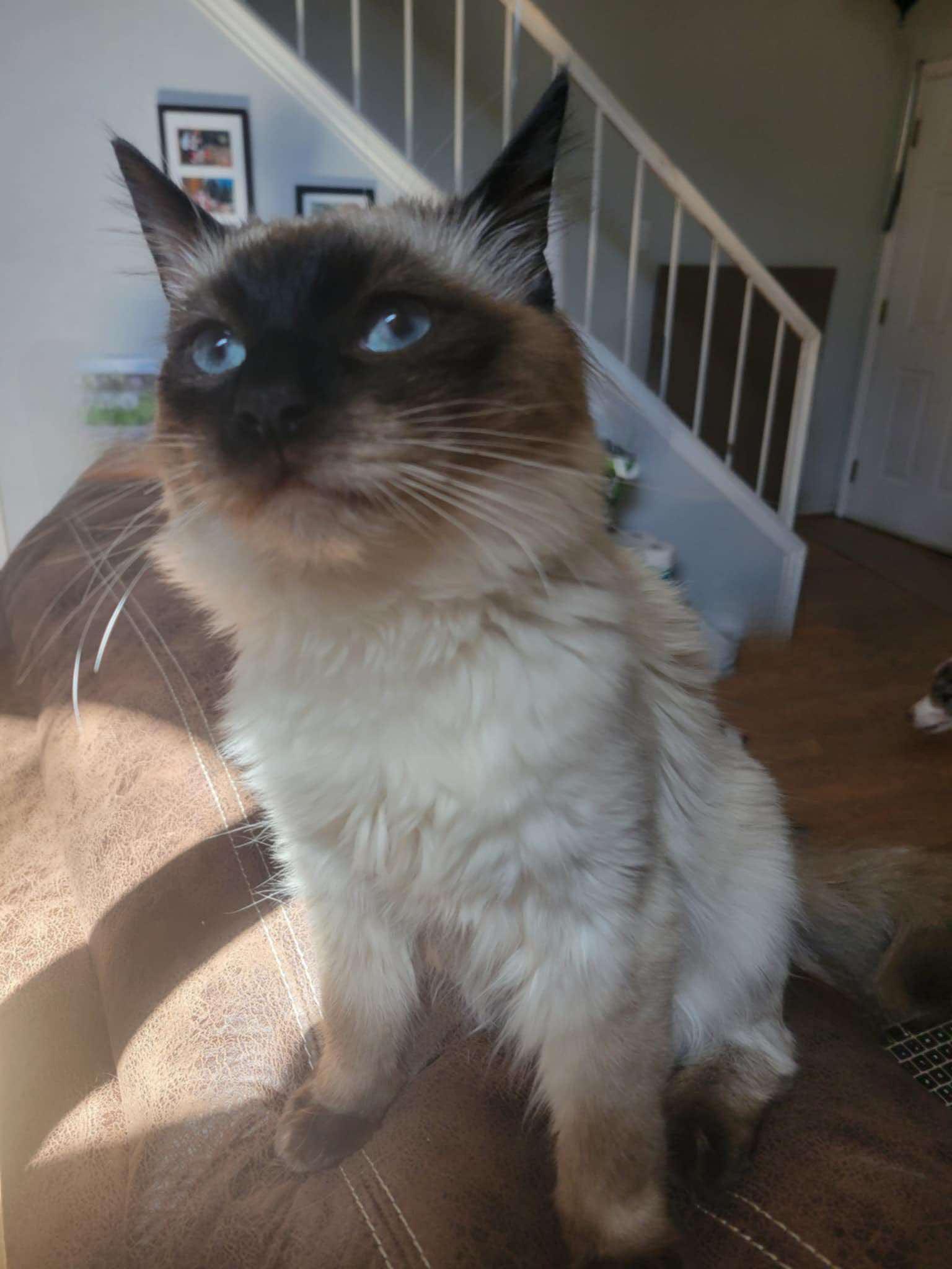 Enlarge Indie, a ADOPTABLE mixed breed in Ennis, TX image 4/5