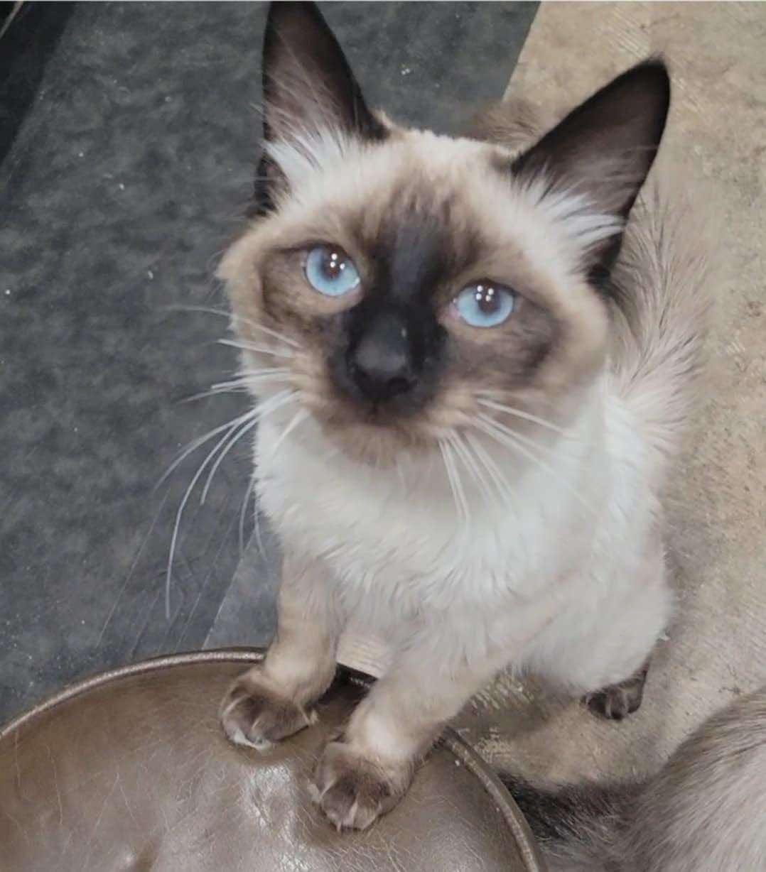 Enlarge Indie, a ADOPTABLE mixed breed in Ennis, TX image 3/5