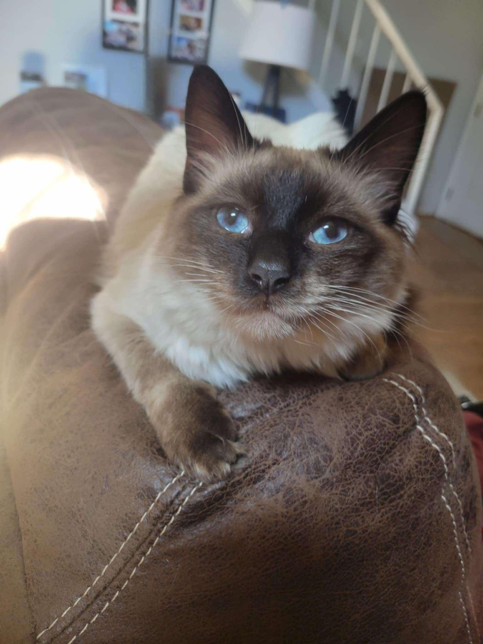 Indie, ADOPTABLE, Young Male Ragdoll & Siamese.