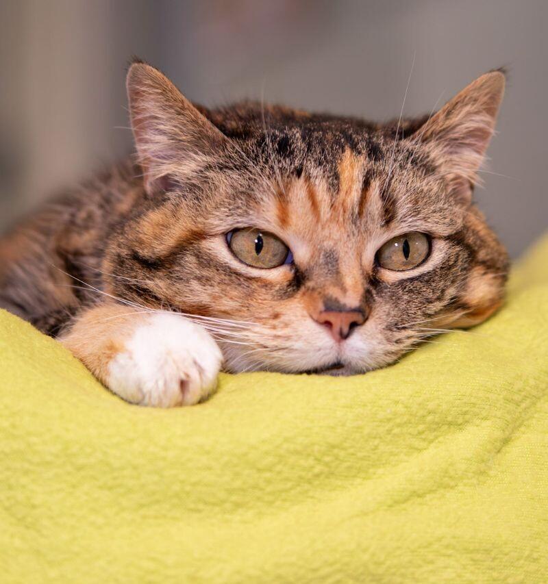 Mao-Mao, a Adoptable Domestic Short Hair in Arlington, WA image 1/6
