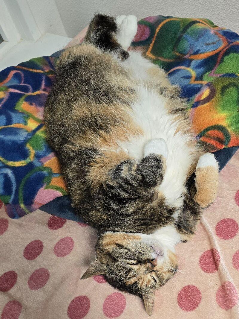 Enlarge Mao-Mao, a Adoptable Domestic Short Hair in Arlington, WA image 1/6