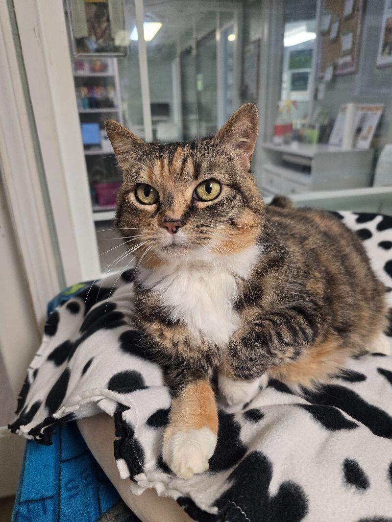 Enlarge Mao-Mao, a Adoptable Domestic Short Hair in Arlington, WA image 2/6