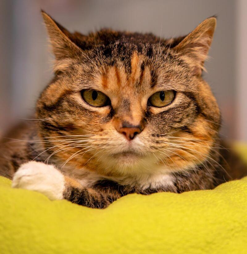 Enlarge Mao-Mao, a Adoptable Domestic Short Hair in Arlington, WA image 4/6