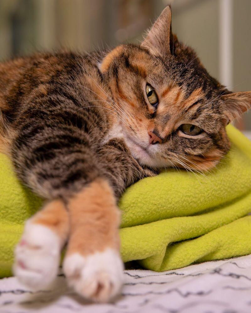 Enlarge Mao-Mao, a Adoptable Domestic Short Hair in Arlington, WA image 5/6