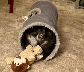 Heidi, an adoptable Domestic Short Hair in Puyallup, WA, 98371 | Photo Image 4