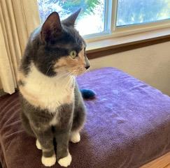 Heidi, an adoptable Domestic Short Hair in Puyallup, WA, 98371 | Photo Image 2
