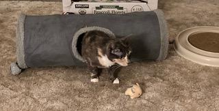 Heidi, an adoptable Domestic Short Hair in Puyallup, WA, 98371 | Photo Image 5