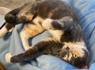 Heidi, an adoptable Domestic Short Hair in Puyallup, WA, 98371 | Photo Image 1