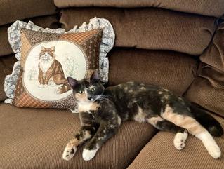 Heidi, an adoptable Domestic Short Hair in Puyallup, WA, 98371 | Photo Image 3