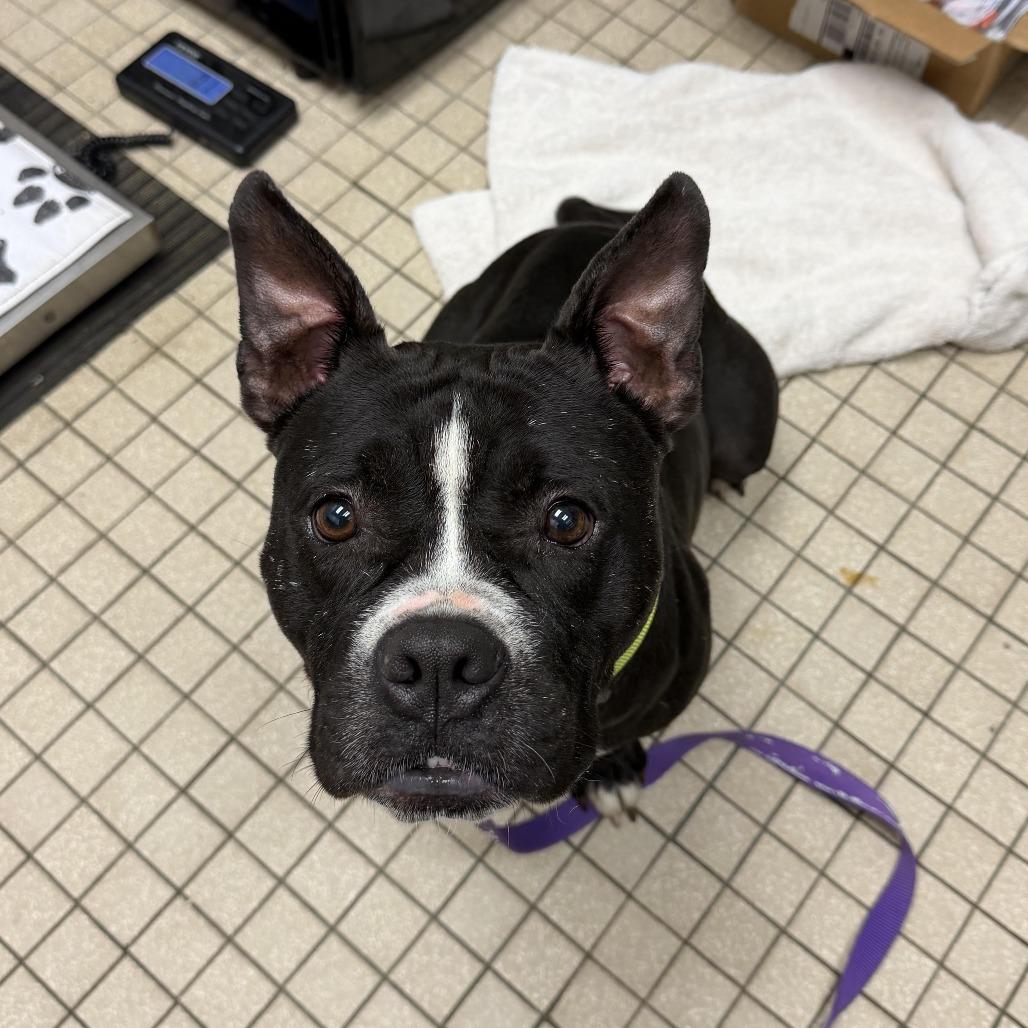 Dalia, Adoptable, Adult Female English Bulldog & Mixed Breed.