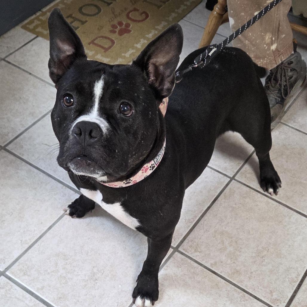Enlarge Dalia, a Adoptable mixed breed in Camden, DE image 2/3