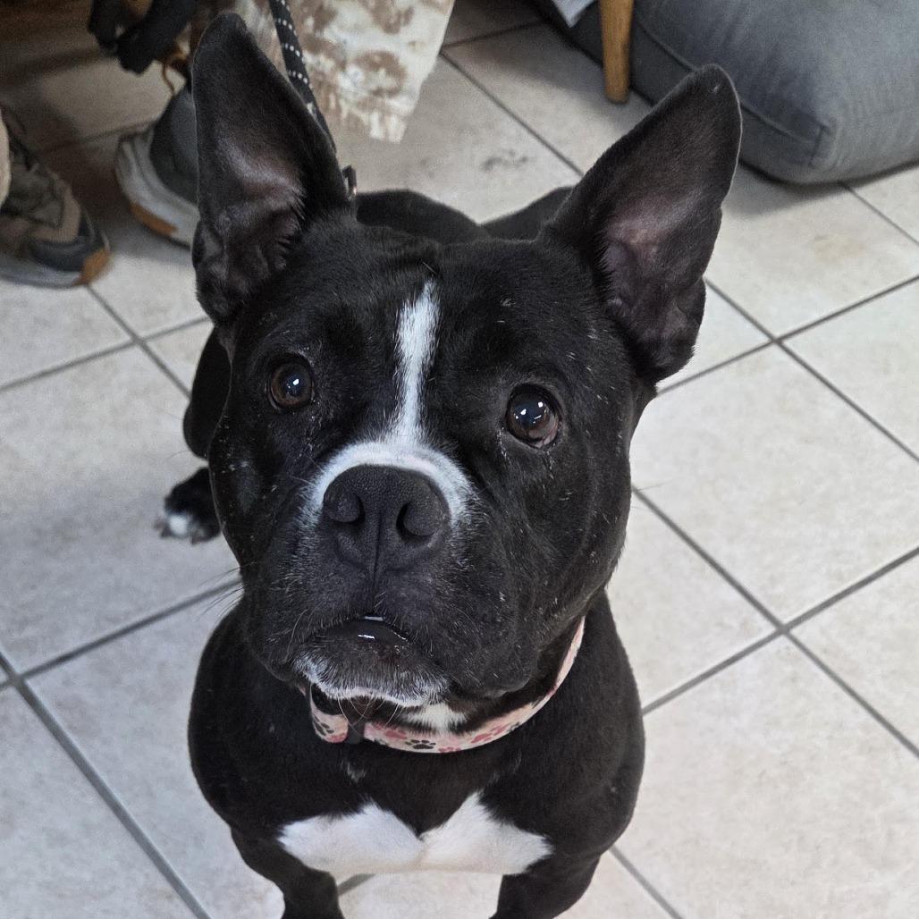 Enlarge Dalia, a Adoptable mixed breed in Camden, DE image 3/3