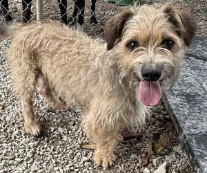 Benji, Adoptable, Senior Male Border Terrier.