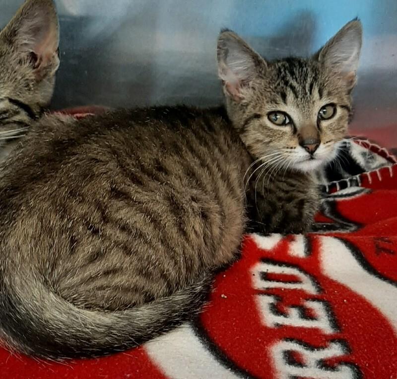 Sam Meowlliott, Adoptable, Kitten Male Domestic Short Hair.
