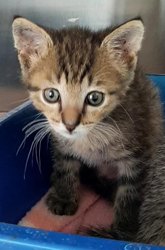 Enlarge Sam Meowlliott, a Adoptable Domestic Short Hair in Georgetown, OH image 2/2
